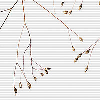 Zartes Wabenplissee mit Rispenzweigen auf weissem, feingliedrig gestreiftem Hintergrund – MHZ-Dessin „Ida Rispe“.