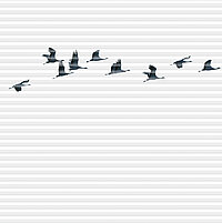 Nahaufnahme eines weissen Plissees mit minimalistischem Motiv eines fliegenden Vogelschwarms in dunkler Silhouettenoptik.