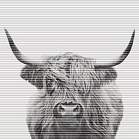 Wabenplissee mit fotorealistischem Highlandrind-Motiv in Schwarz-Weiss aus der Kollektion Spirit of Modern Living